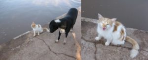 メナラ庭園の犬と猫