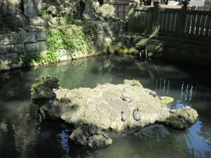亀の形をした岩