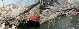 大垣の桜